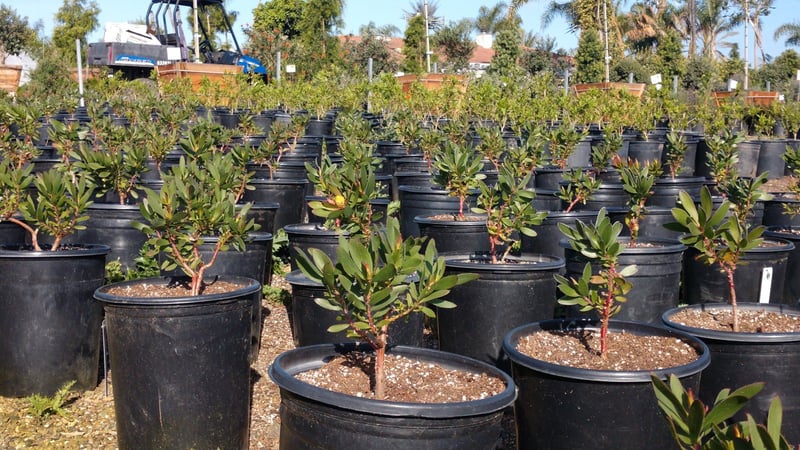 Photo for Leucadendron 'Safari Goldstrike' (Yellow Conebush)