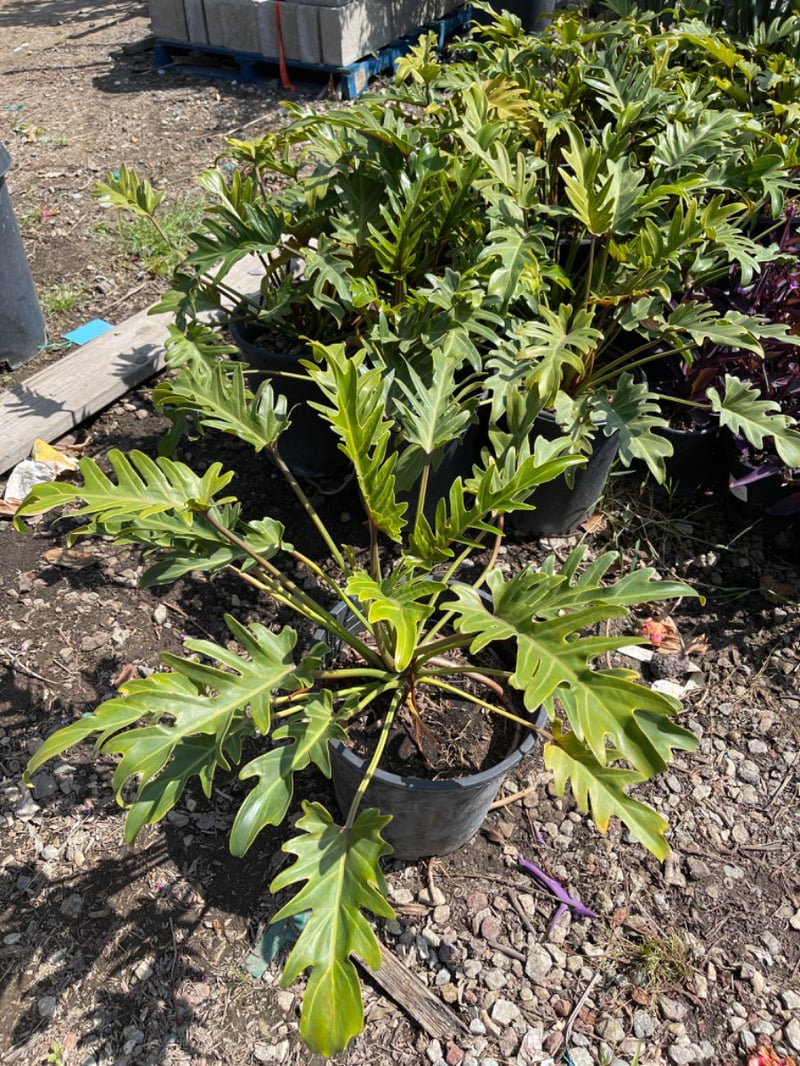 Photo for Philodendron 'Xanadu' (Xanadu Philodendron)