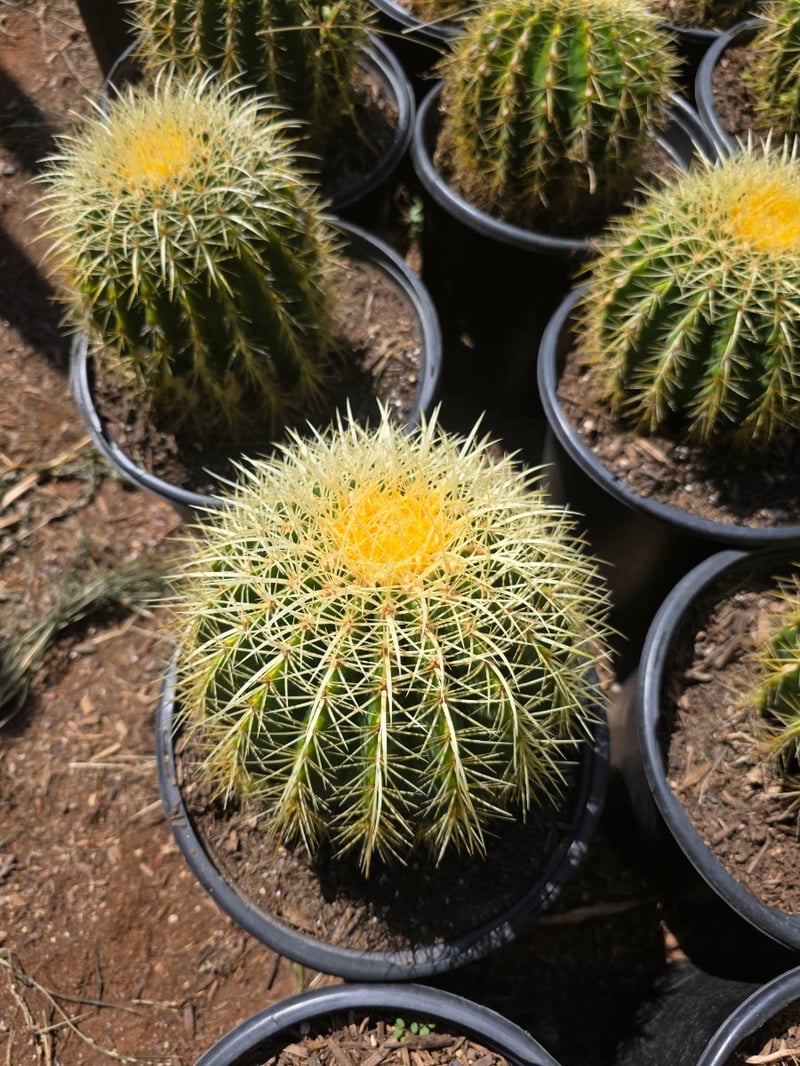 Photo for Echinocactus grusonii (Golden Barrel Cactus)