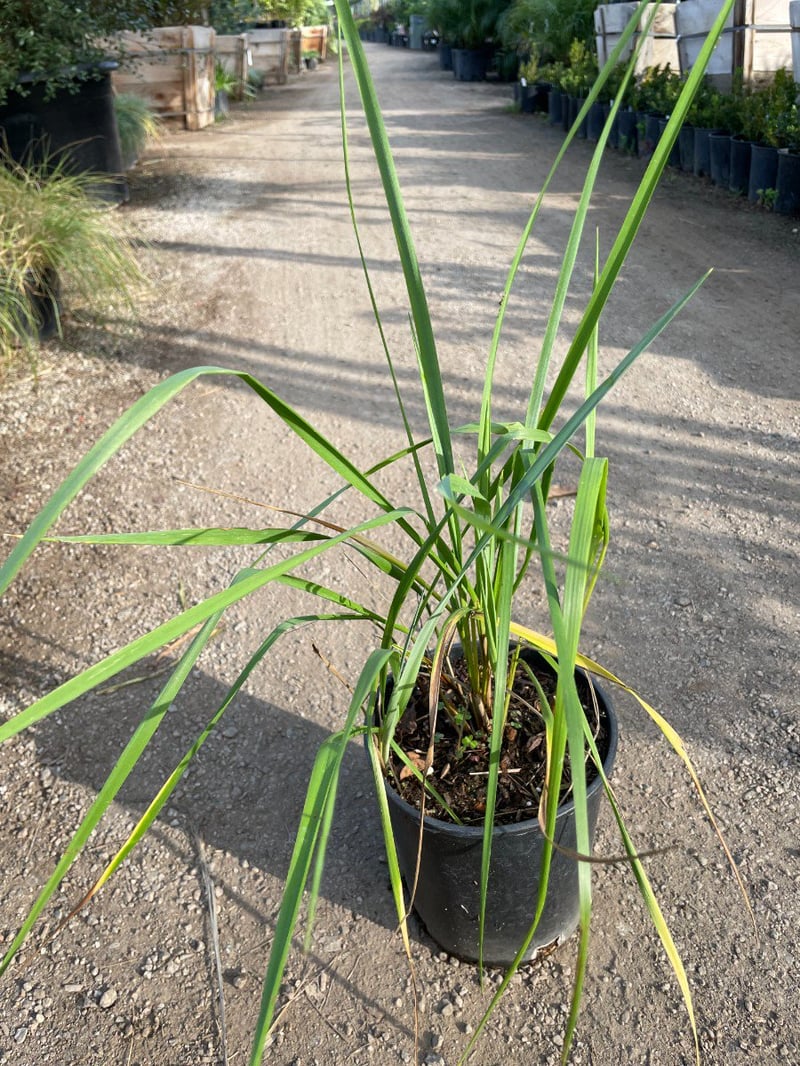 Photo for Leymus condensatus 'Canyon Prince' (Blue Lyme Grass)