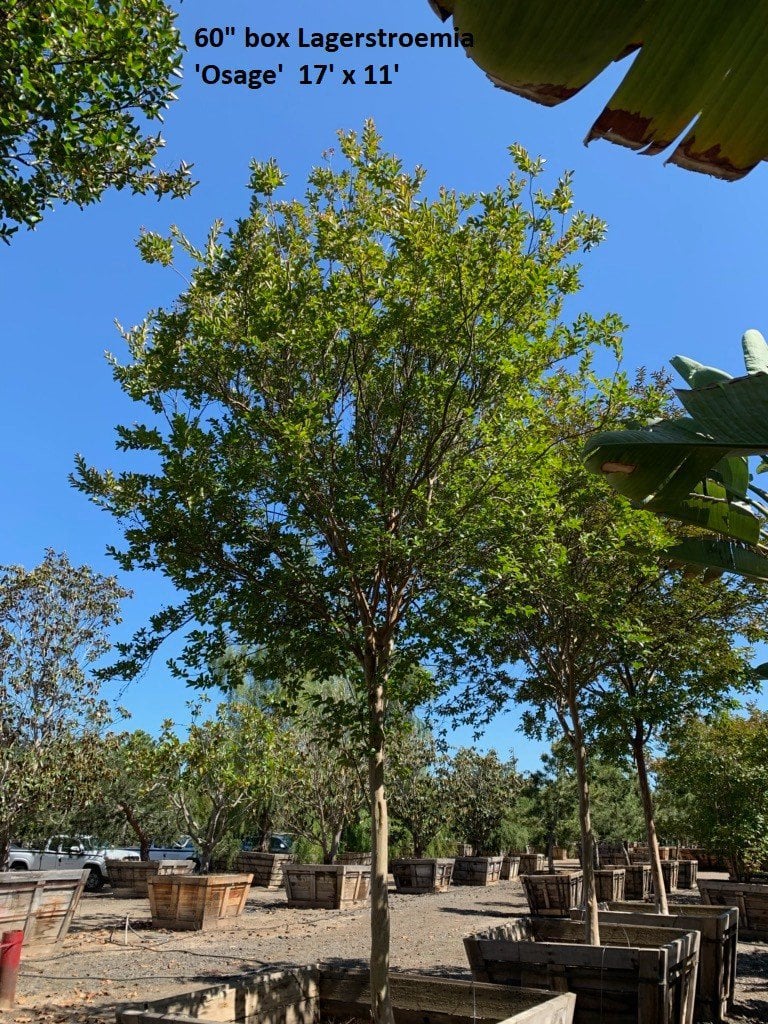 Photo for Lagerstroemia indica 'Watermelon Red' (Crape Myrtle)
