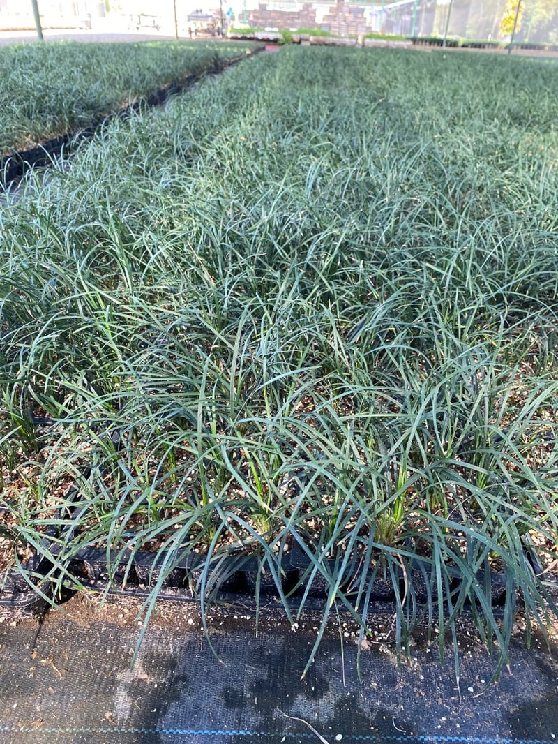 Photo for Bouteloua gracilis (Blue Gramma Grass)