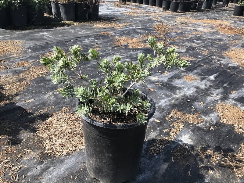 Photo for Callistemon citrinus 'Little John' (Dwarf Bottlebrush)
