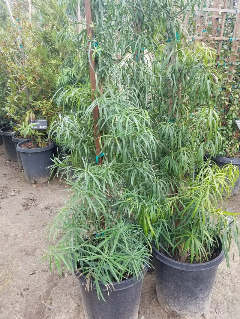 Photo for Podocarpus henkelii (Column) (Long Leafed Yellow-wood)