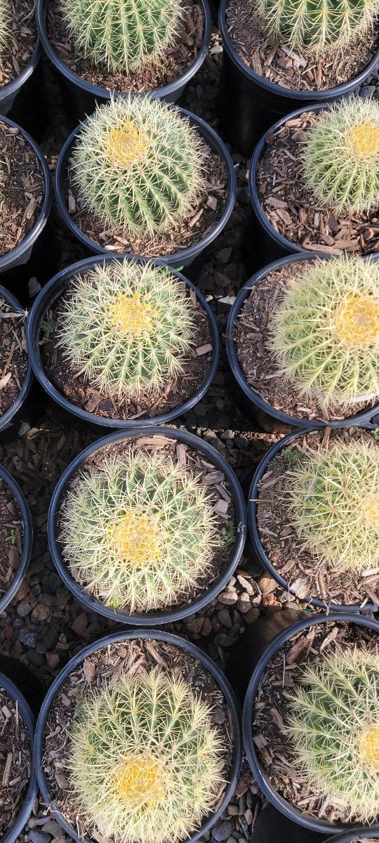 Photo for Echinocactus grussoni (Golden Barrel Cactus)