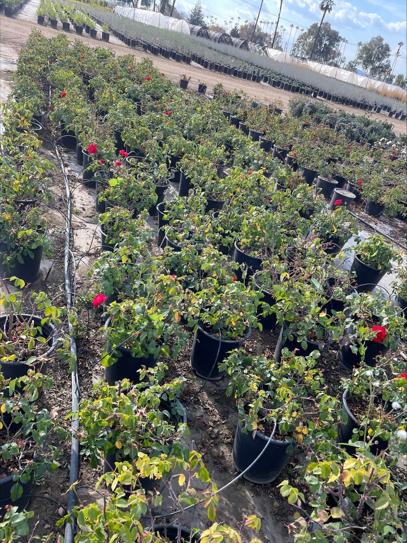 Photo for Rosa 'Iceberg Red' (Red Iceberg Rose)