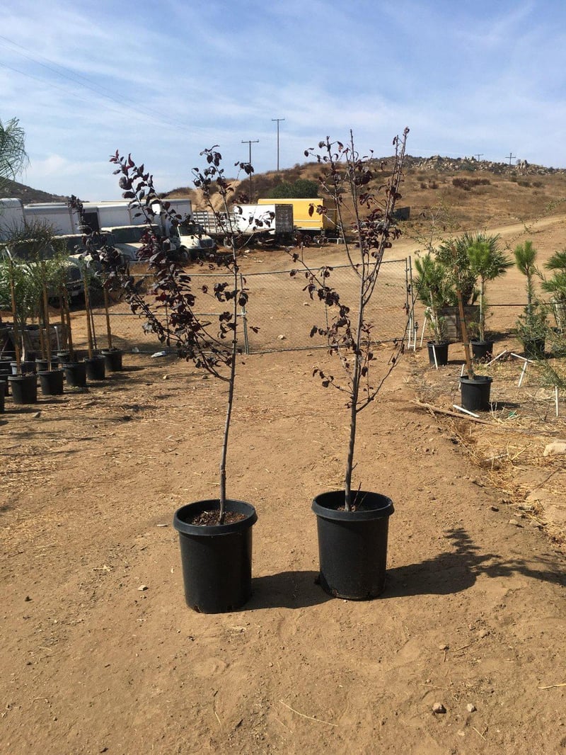 Photo for Prunus cerasifera 'Atropurpurea' (Purple-Leaf Cherry Plum)