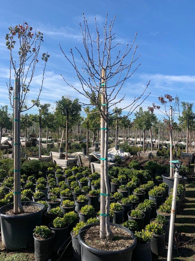Photo for Pyrus calleryana (Callery Pear)