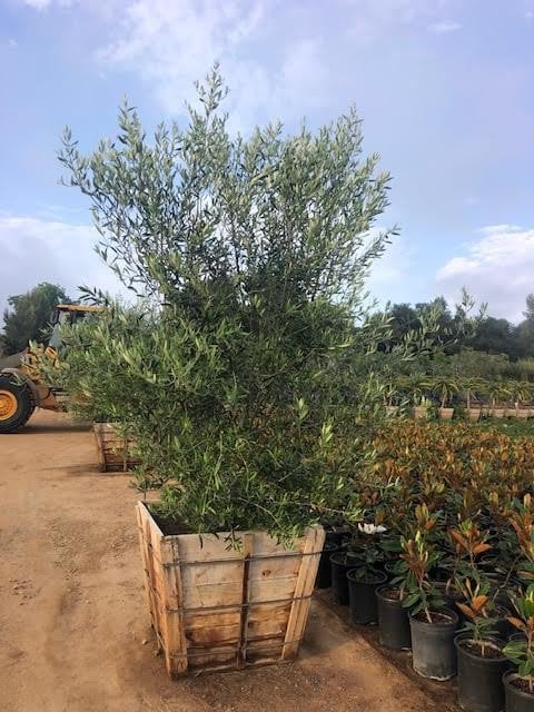 Photo for Olea europaea (Multi) (Olive Tree)