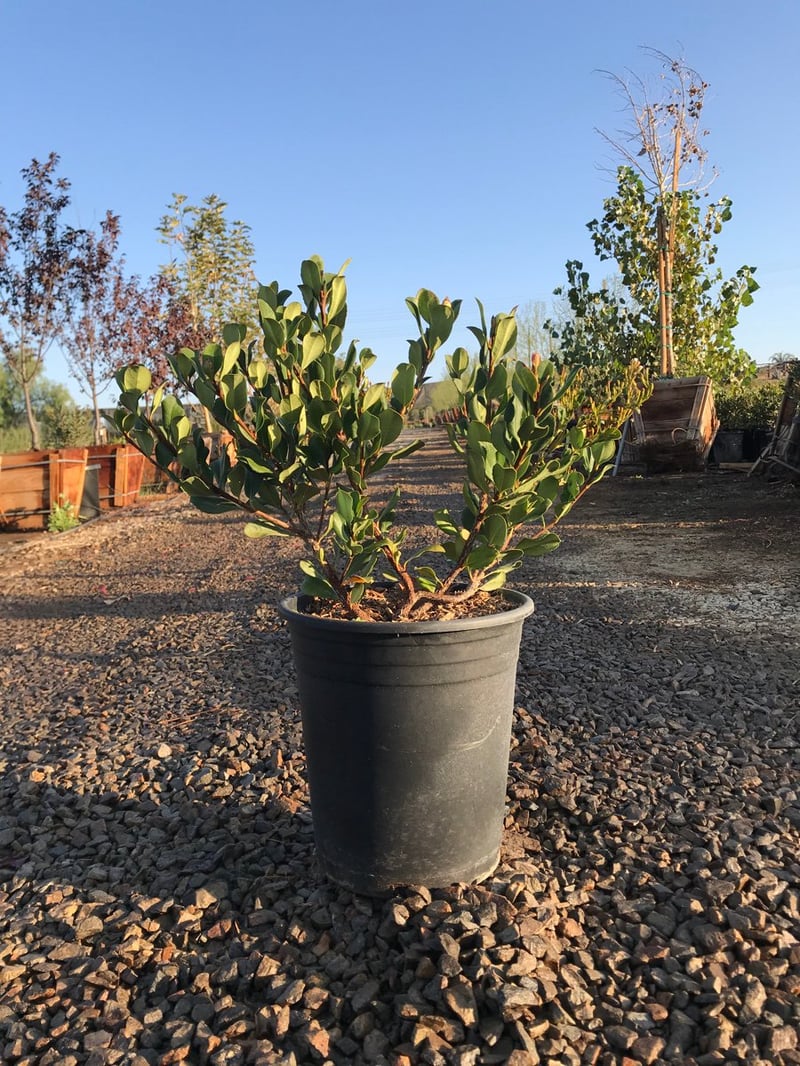 Photo for Rhaphiolepis indica 'Springtime' (Springtime Indian Hawthorn)