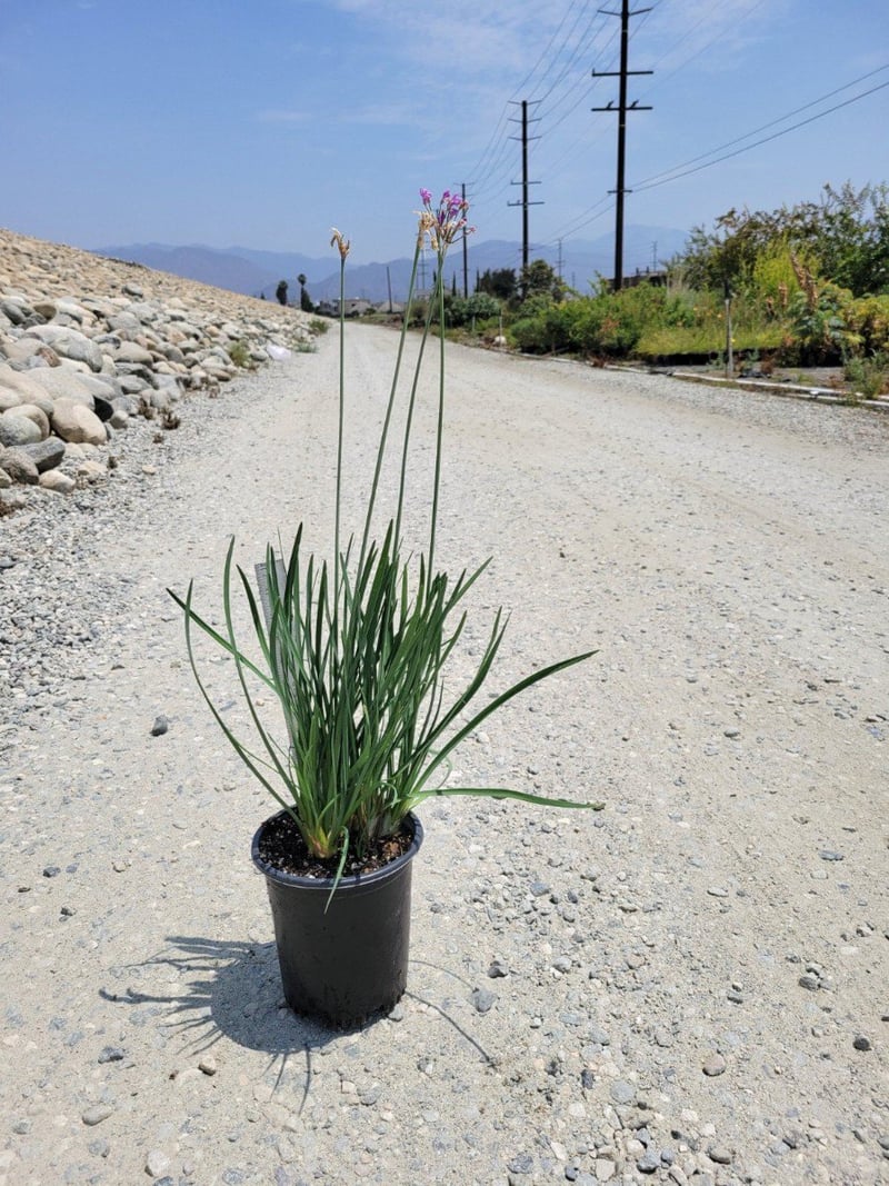 Photo for Tulbaghia violacea (Society Garlic)
