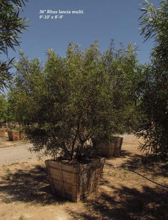 Photo for Rhus lancea (Multi) (African Sumac)