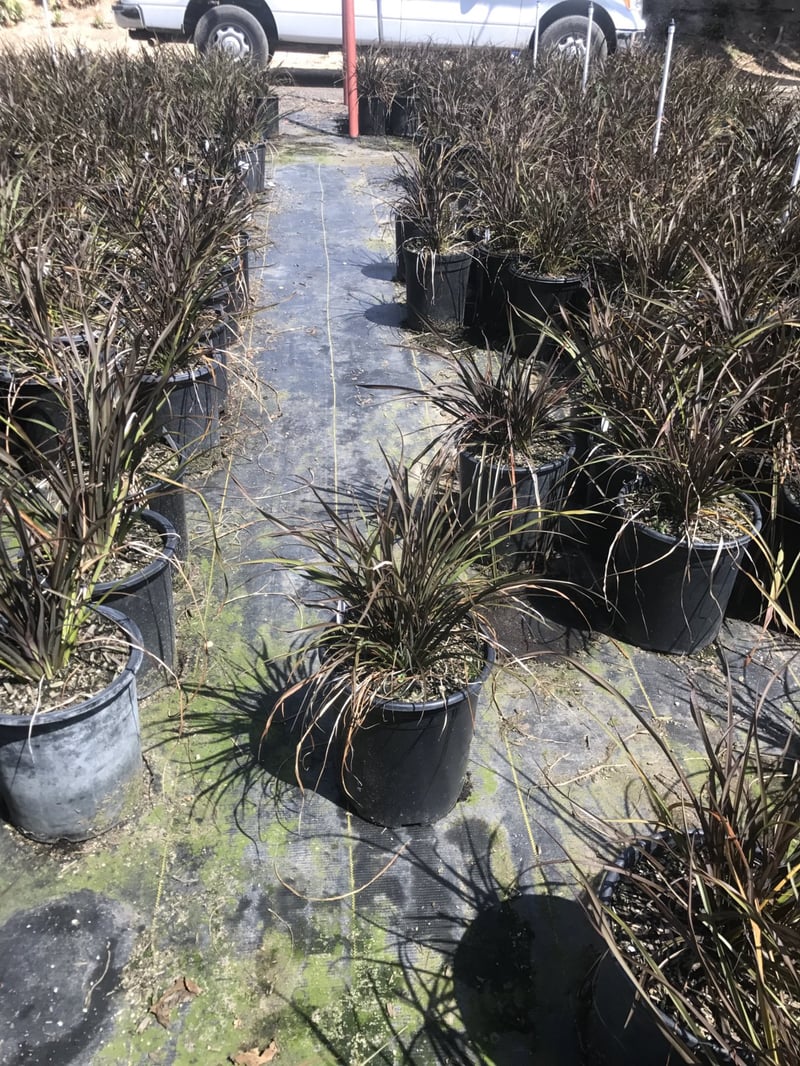 Photo for Phormium x 'Jack Spratt' (Jack Spratt New Zealand Flax)