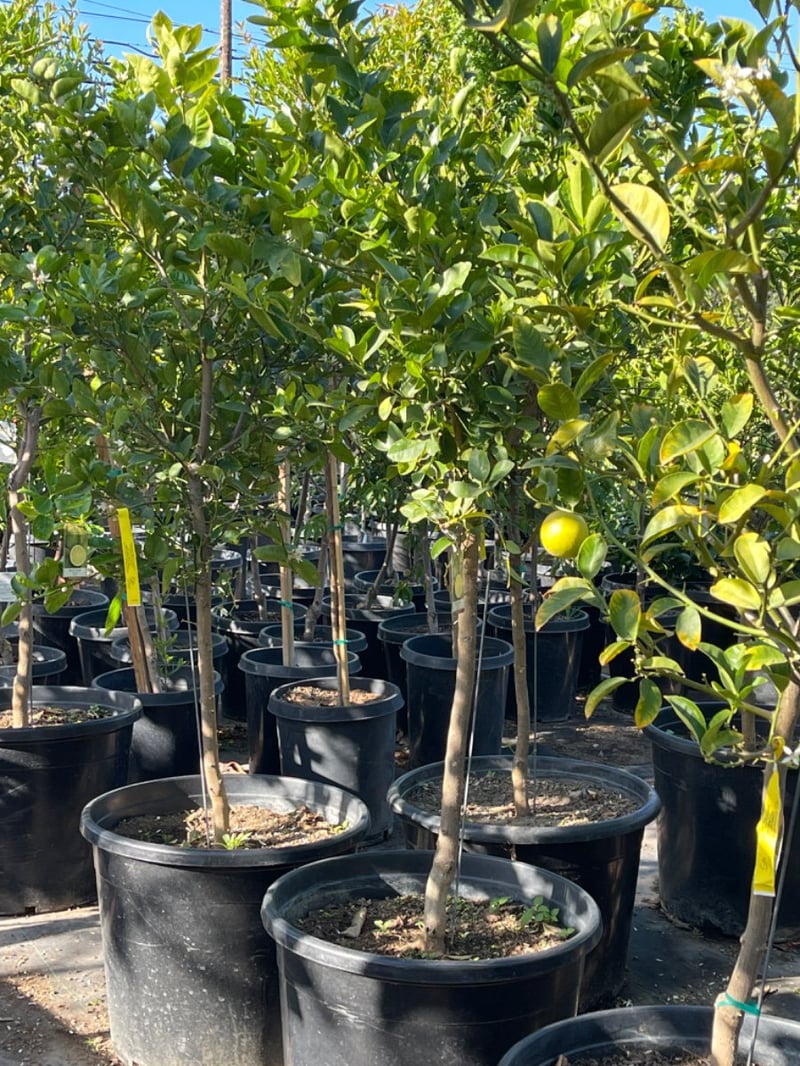 Photo for Citrus Lime 'Bears' (Bearss Lime)