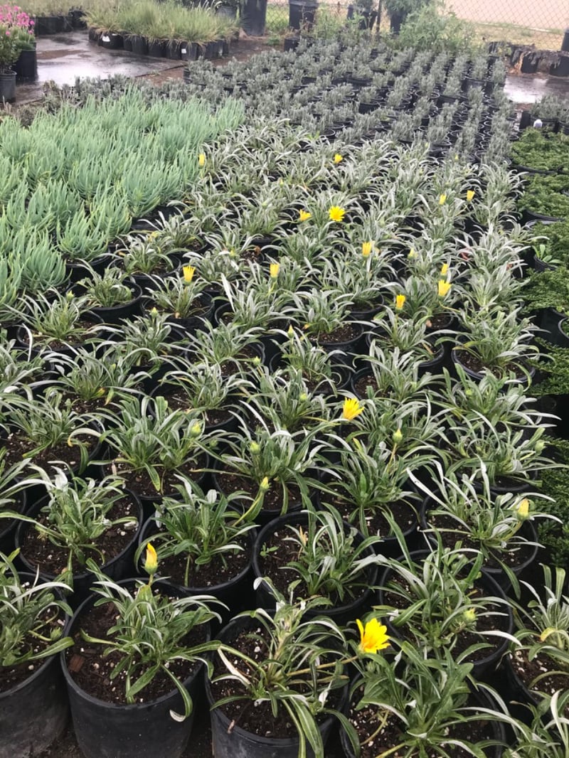 Photo for Gazania 'Sunburst Yellow' (Sunburst Yellow Trailing Gazania)