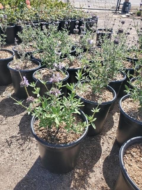 Photo for Salvia clevelandii 'Winnifred Gilman' (Sage 'Winnifred Gillman')