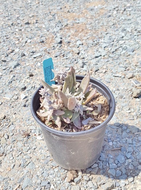 Photo for Dudleya lanceolata (Liveforever, Lance-leaf Dudleya)