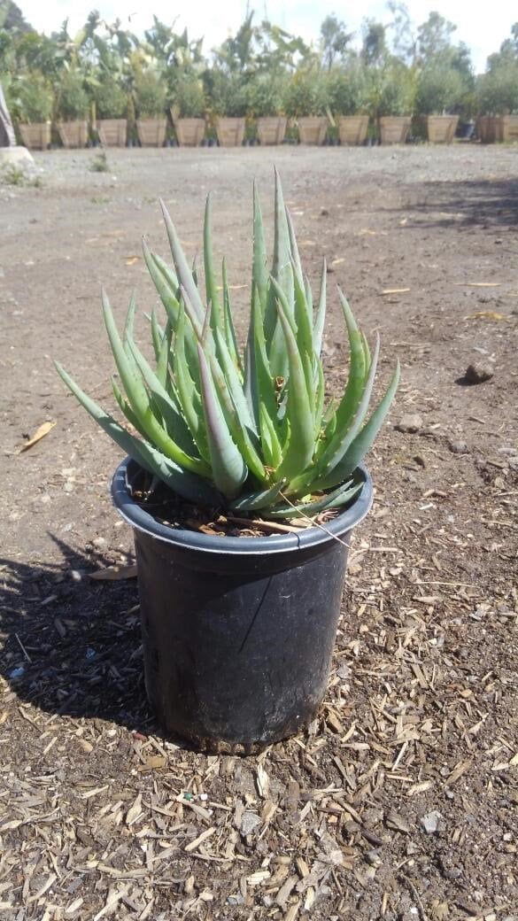 Photo for Aloe 'Blue Elf' (California Aloe, Blue Boy)
