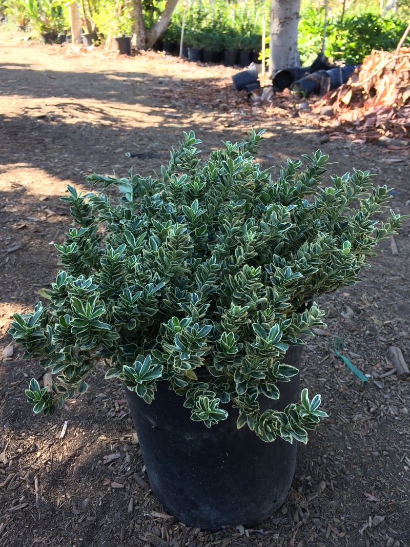Photo for Euonymus japonicus 'Microphyllus Variegatus' (Variegated Boxleaf Euonymus)