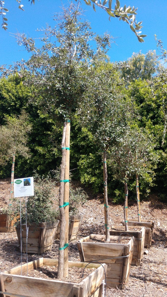 Photo for Platanus mexicana (Mexican Sycamore)