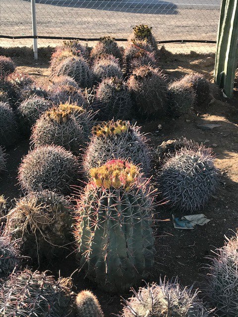 Photo for Ferocactus wislizeni (Southwestern Barrel Cactus)