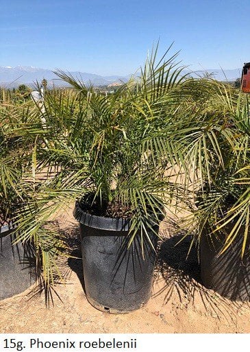 Photo for Phoenix roebelenii (Multi) (Pygmy Date Palm)