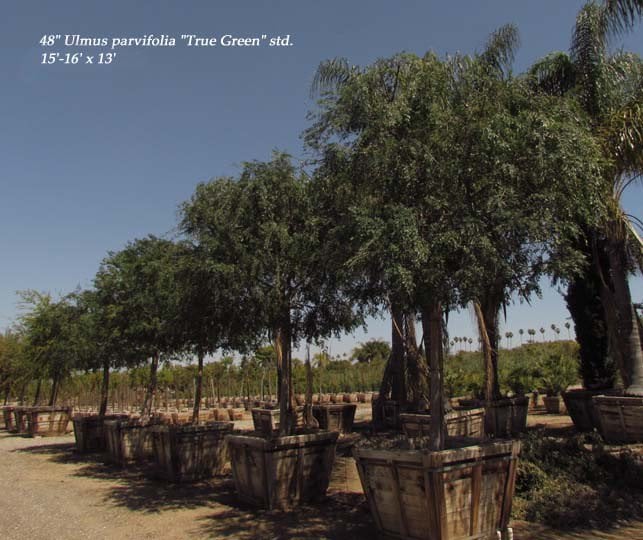 Photo for Ulmus parvifolia 'True Green' (True Green Chinese Elm)