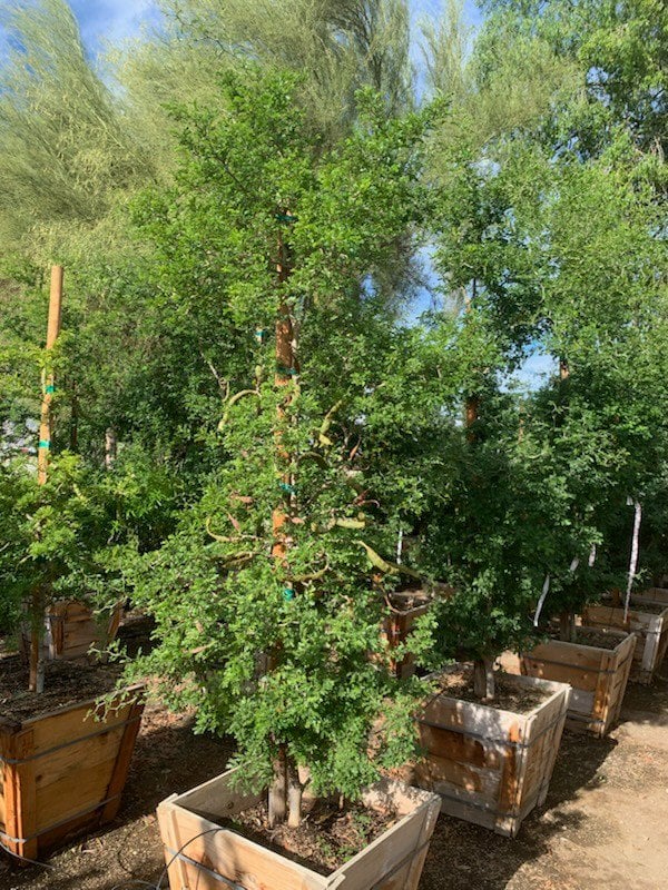 Photo for Pithecellobium flexicaule  (Ebenopsis ebano) (Texas Ebony)