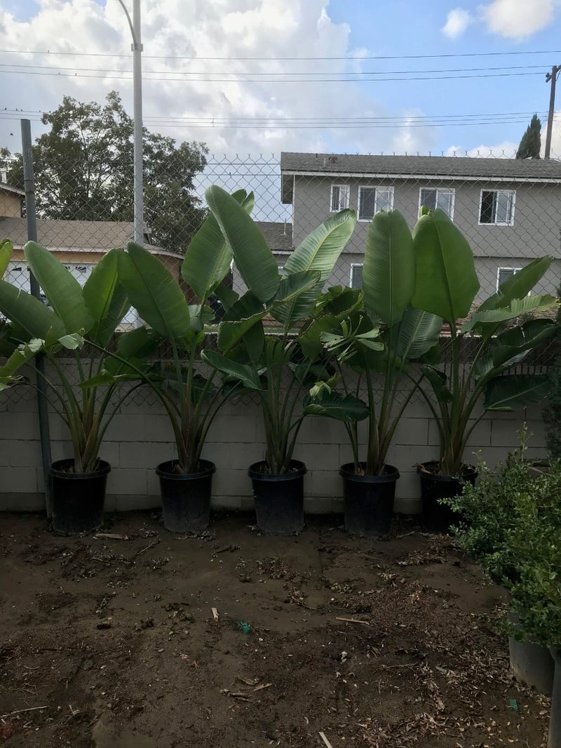 Photo for Strelitzia nicolai (Giant Bird Of Paradise)