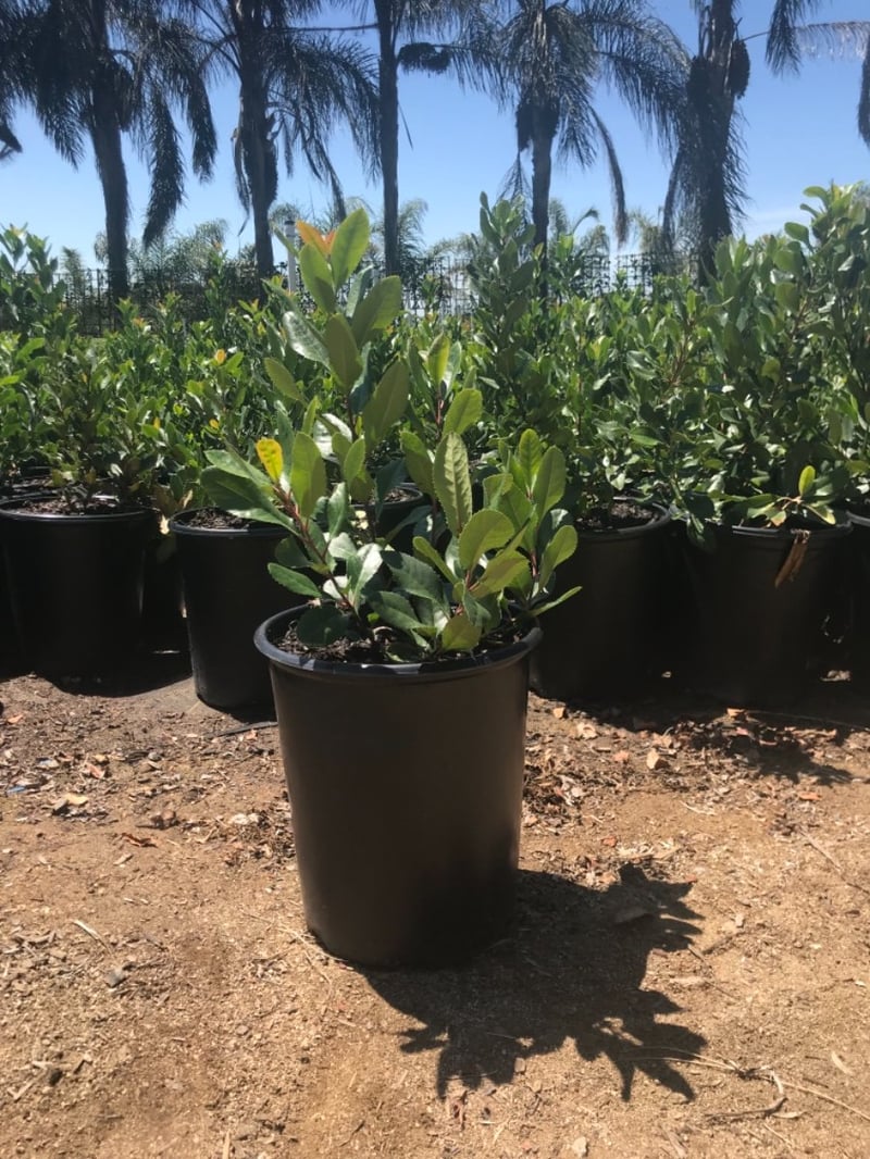 Photo for Heteromeles arbutifolia (Toyon)