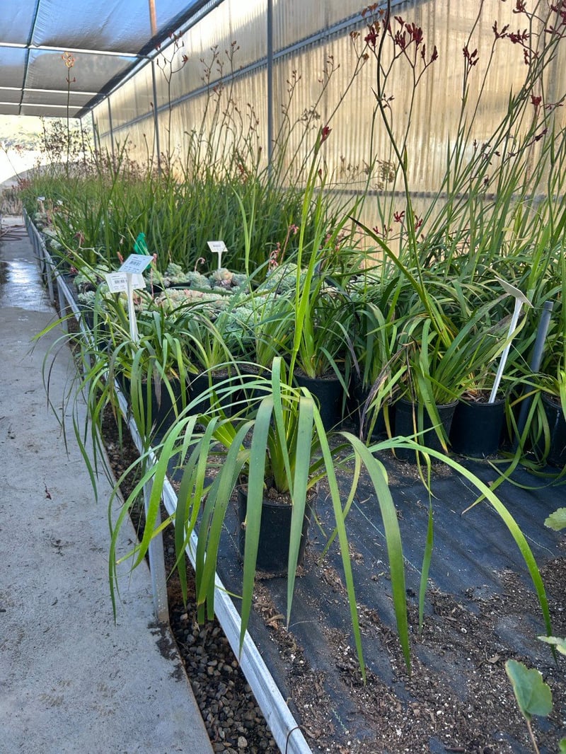Photo for Anigozanthos 'Red' (Red Kangaroo Paw)