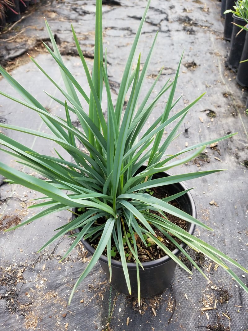 Photo for Dianella revoluta 'Baby Bliss' (Baby Bliss Flax Lily)