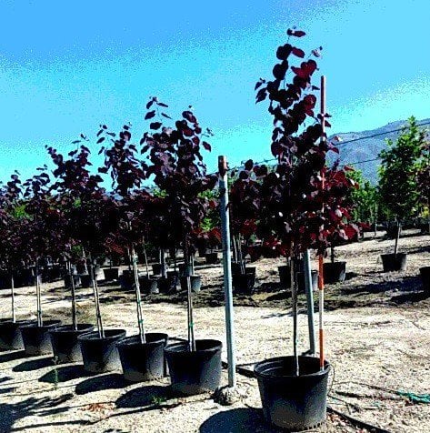 Photo for Cercis canadensis 'Forest Pansy' (Standard) (Purple-leaved Eastern Redbud)