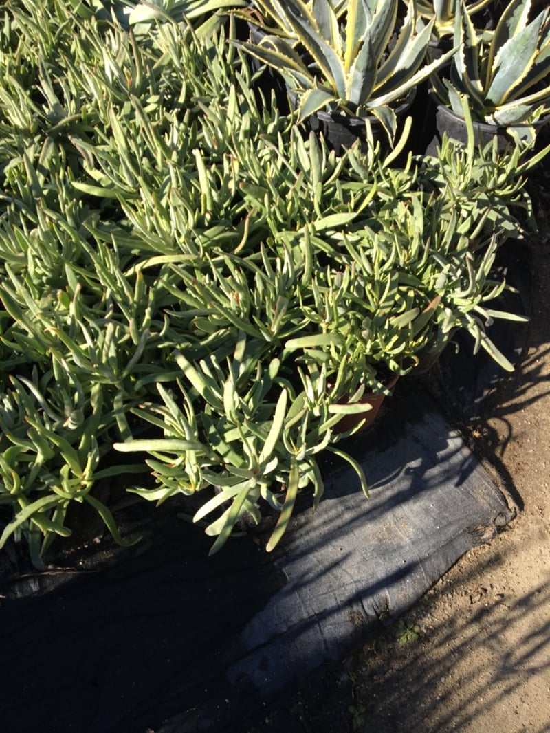 Photo for Cotyledon orbiculata (Finger Aloe, Grey Sticks, Chalk Fingers)