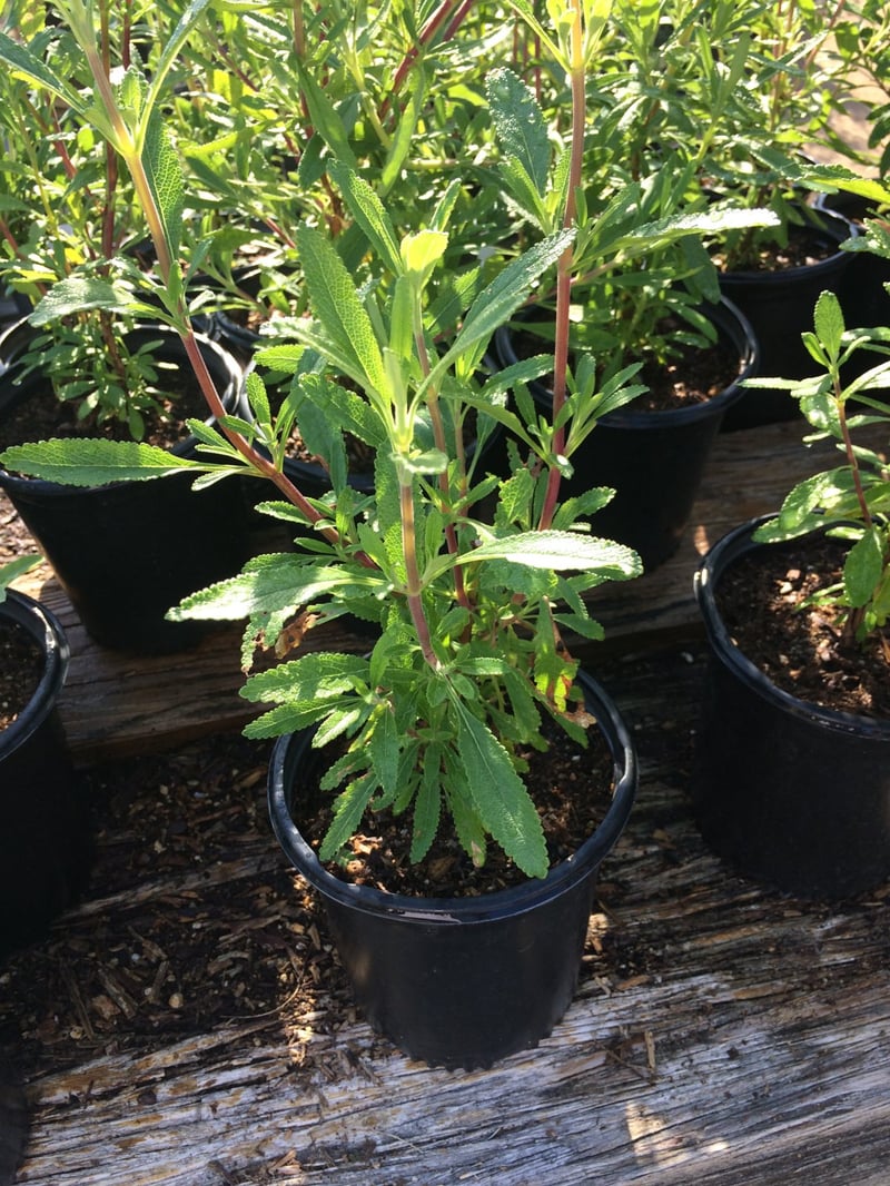Photo for Salvia mellifera (Black Sage, Honey Sage)