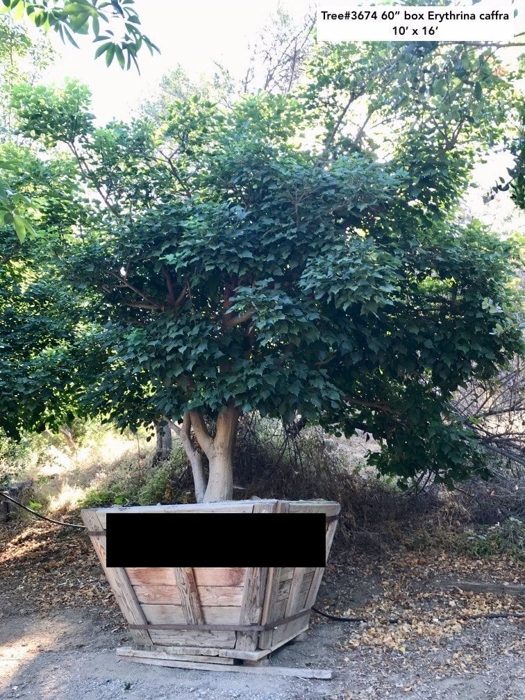 Photo for Erythrina caffra (Coast Coral Tree)