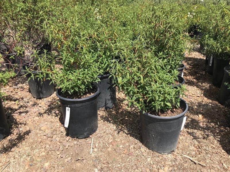 Photo for Cistus x purpureus (Orchid Rockrose)
