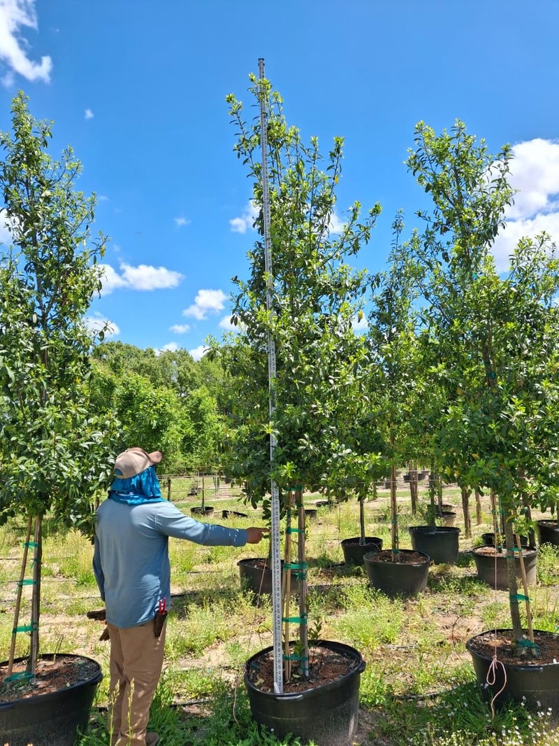 Photo for Ilex x attenuata ‘Eagleston’ (Standard) (Eagleston Holly Tree)