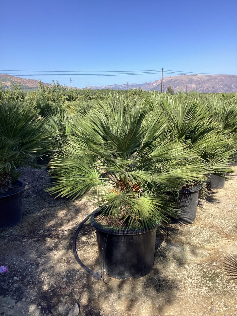 Photo for Chamaerops humilis (Mediterranean Fan Palm)