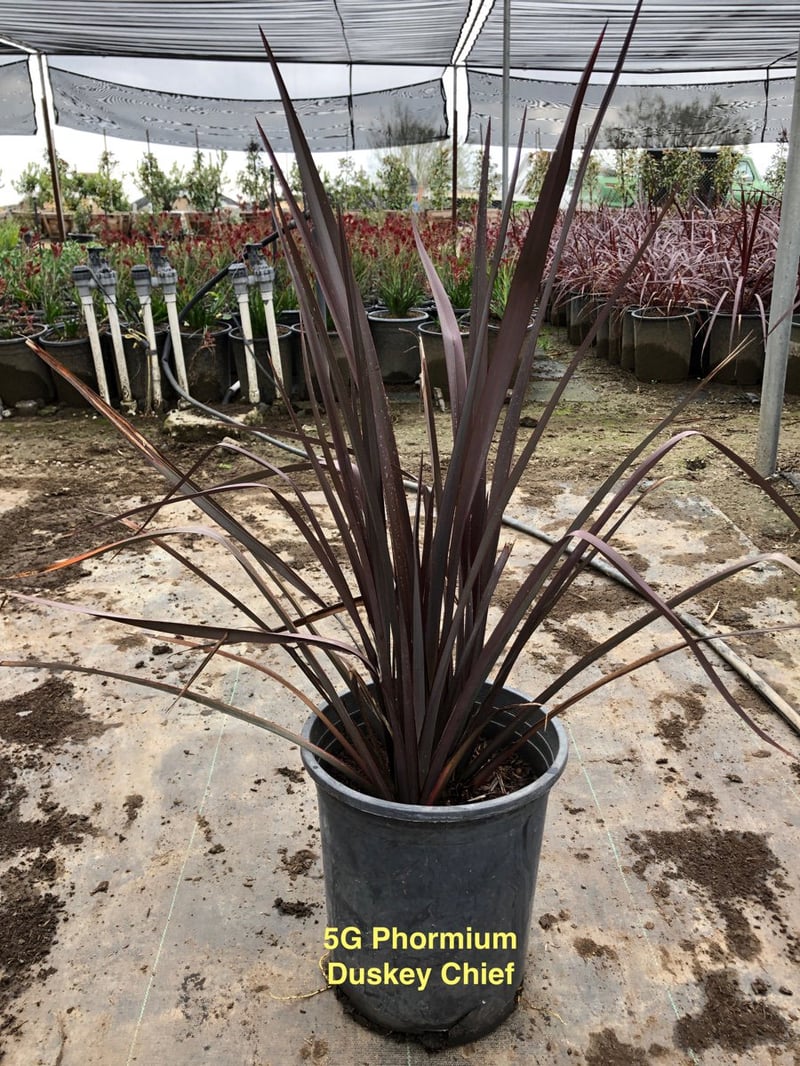 Photo for Phormium 'Dusky Chief' (Dusky Chief New Zealand Flax)