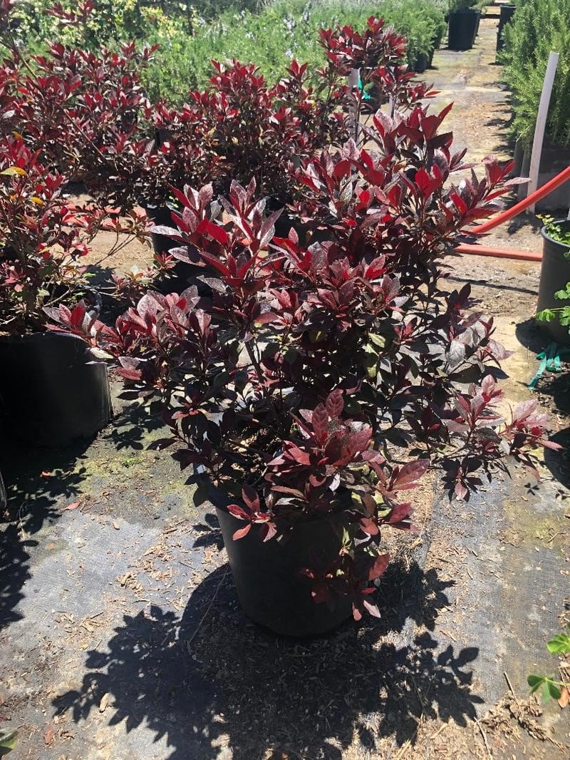 Photo for Azalea 'Little John' (Little John Azalea)