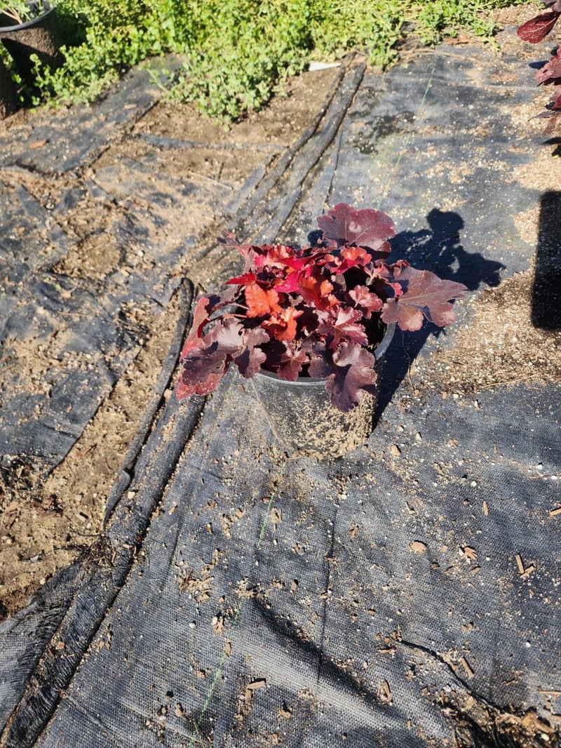 Photo for Heuchera x 'TNHEUFR' (Forever Red Heuchera)