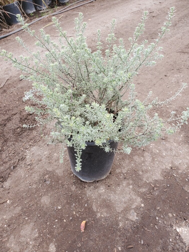 Photo for Westringia fruticosa 'Smokey' (Smokey Coast Rosemary)