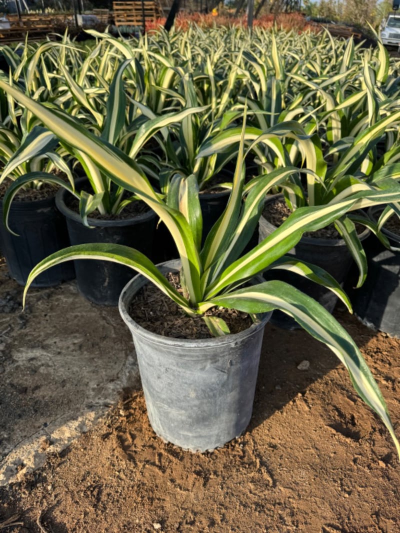 Photo for Furcraea foetida 'Mediopicta' (Mediopicta Mauritius Hemp)