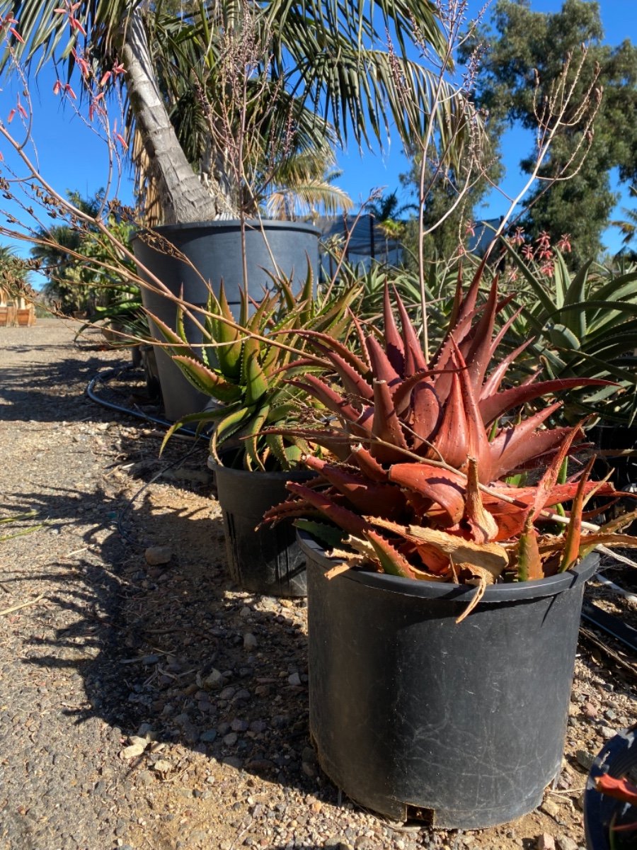 Buy Aloe cameronii (Red Aloe) | Bidscape