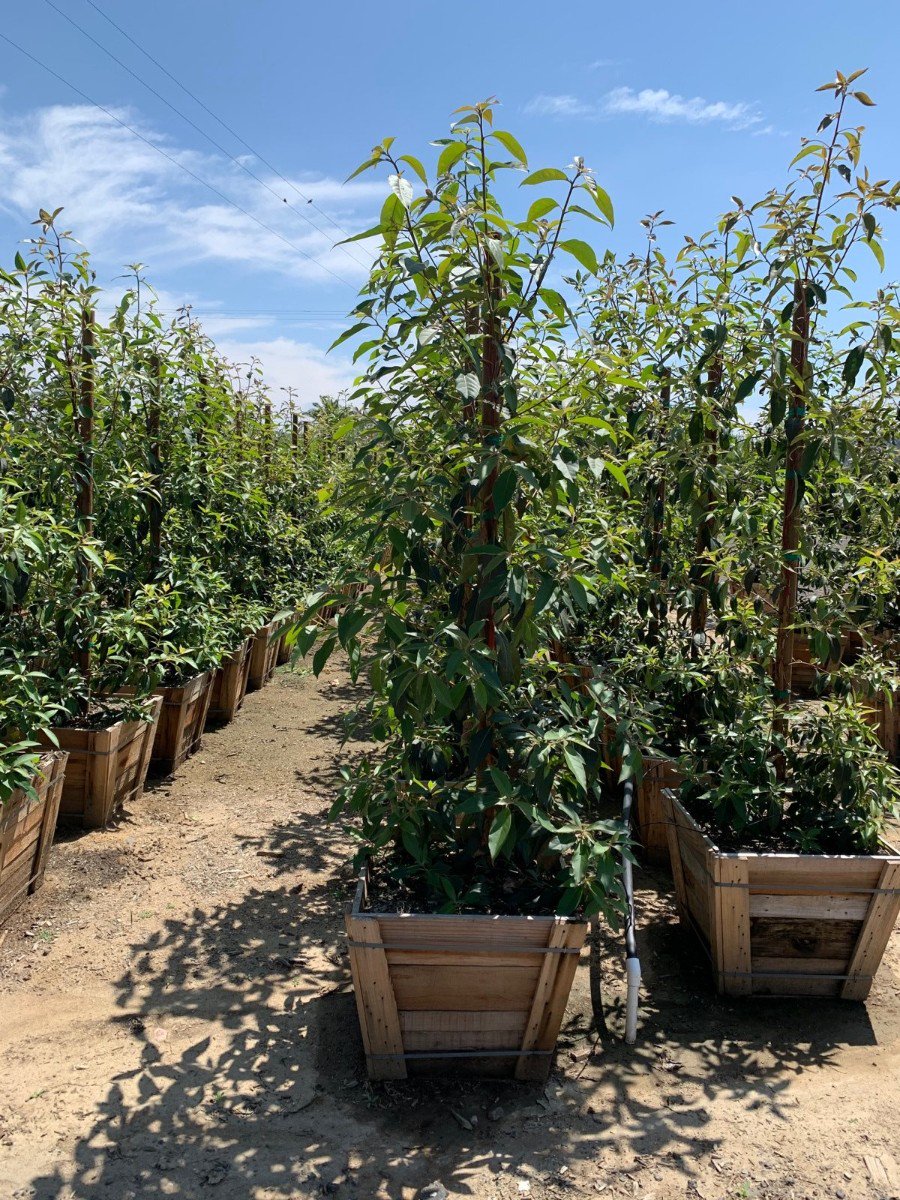 Buy Lophostemon confertus (Tristania conferta) (Brisbane Box)