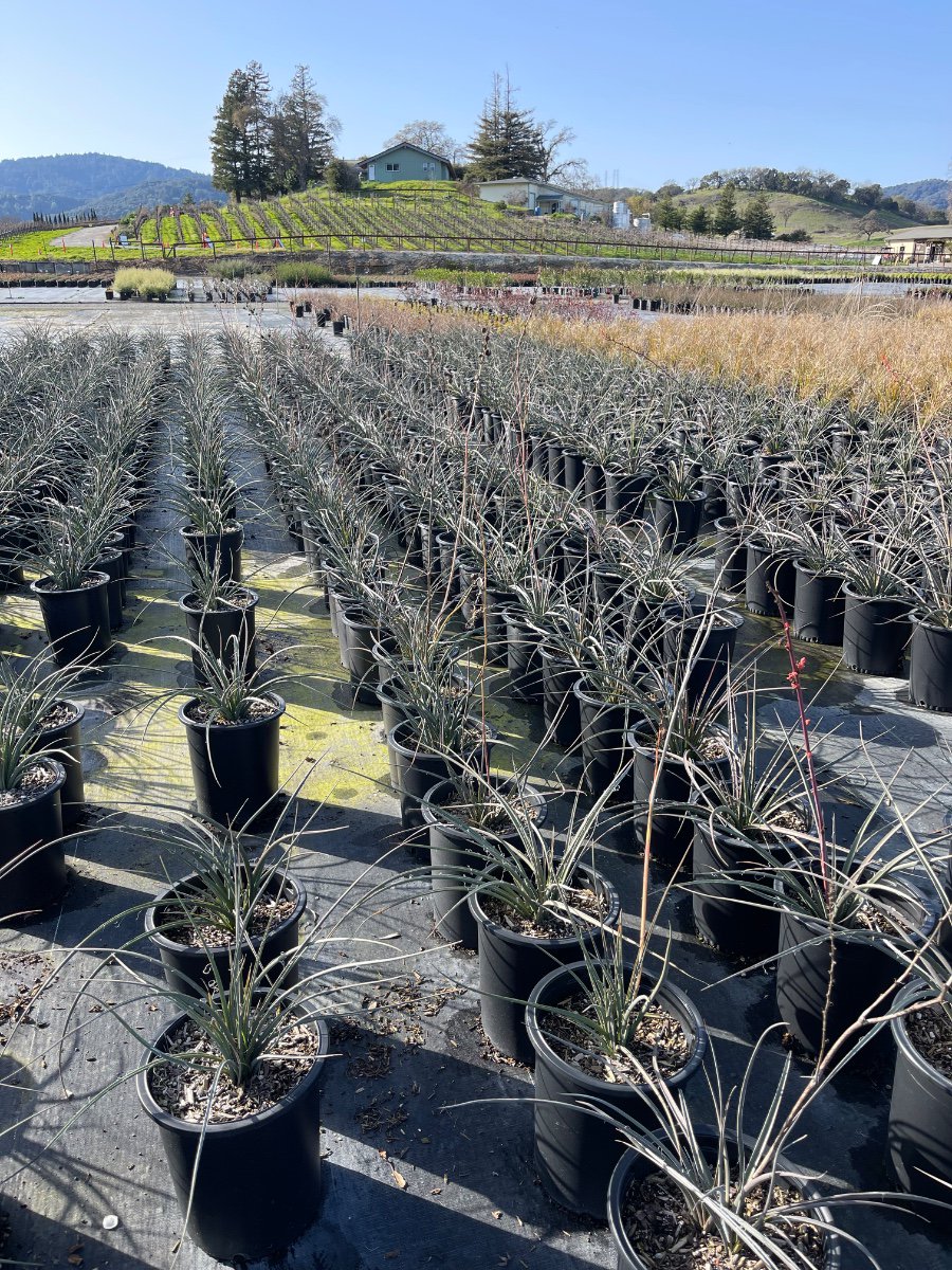Buy Agave geminiflora (Twin-flowered Agave) | Bidscape