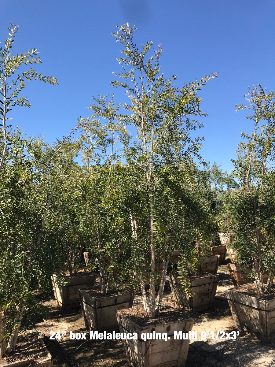 Buy Melaleuca quinquenervia (Multi) (Cajeput Tree, Paperbark Tree)