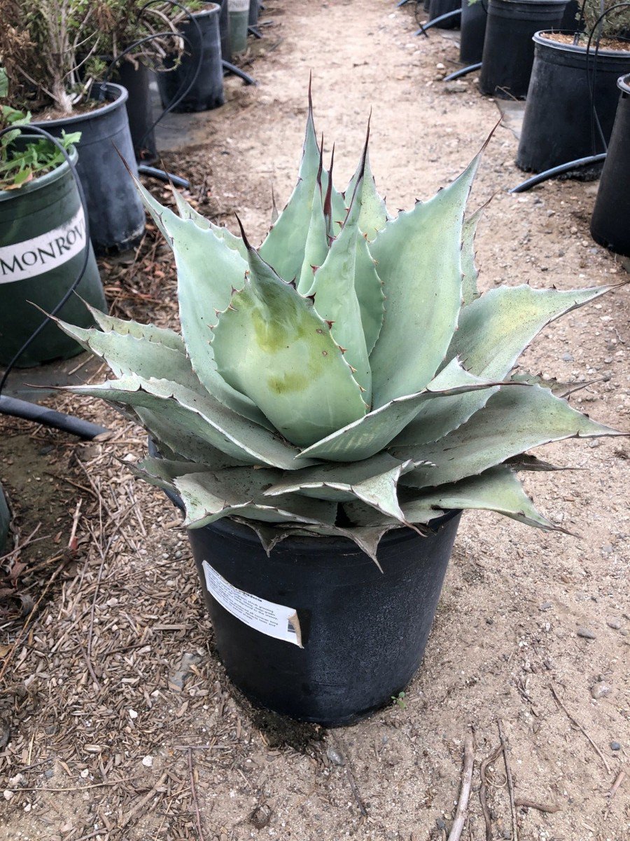 アガベ Agave ovatifolia 'Kraken' 92 Awaken the Kraken - Juniper Level Botanic Garden