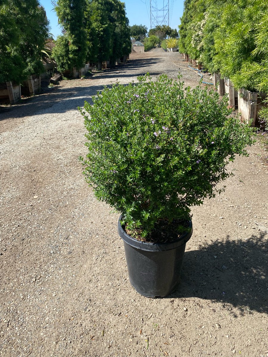 thuja 4 meter Thuja Green Giant | 4-5 ft
